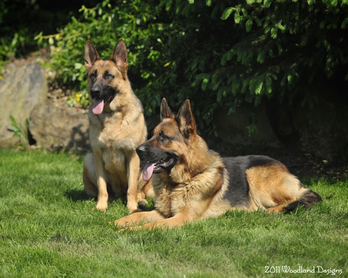 akc gsd puppies