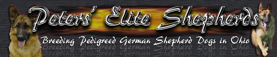 Breeding Pedigreed German Shepherd Dogs in Ohio - Peters Elite Shepherds